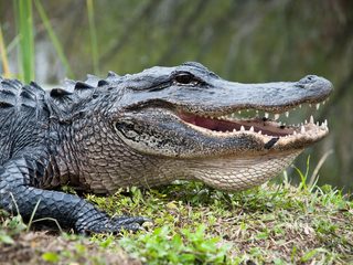 20210208165832-Everglades National Park Alligator.jpg